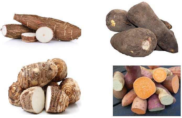 Ici nous avons les tubercules frais de manioc, d’igname, de taro et de patate ; chacun en plusieurs variétés et espèces